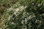 Leatherleaf clematis